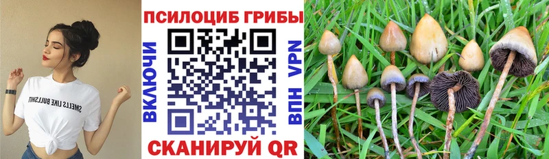 Псилоцибиновые грибы мицелий  Ак-Довурак 